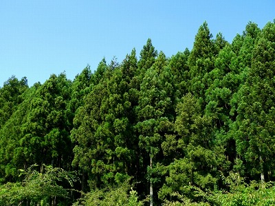 共和木材有限会社